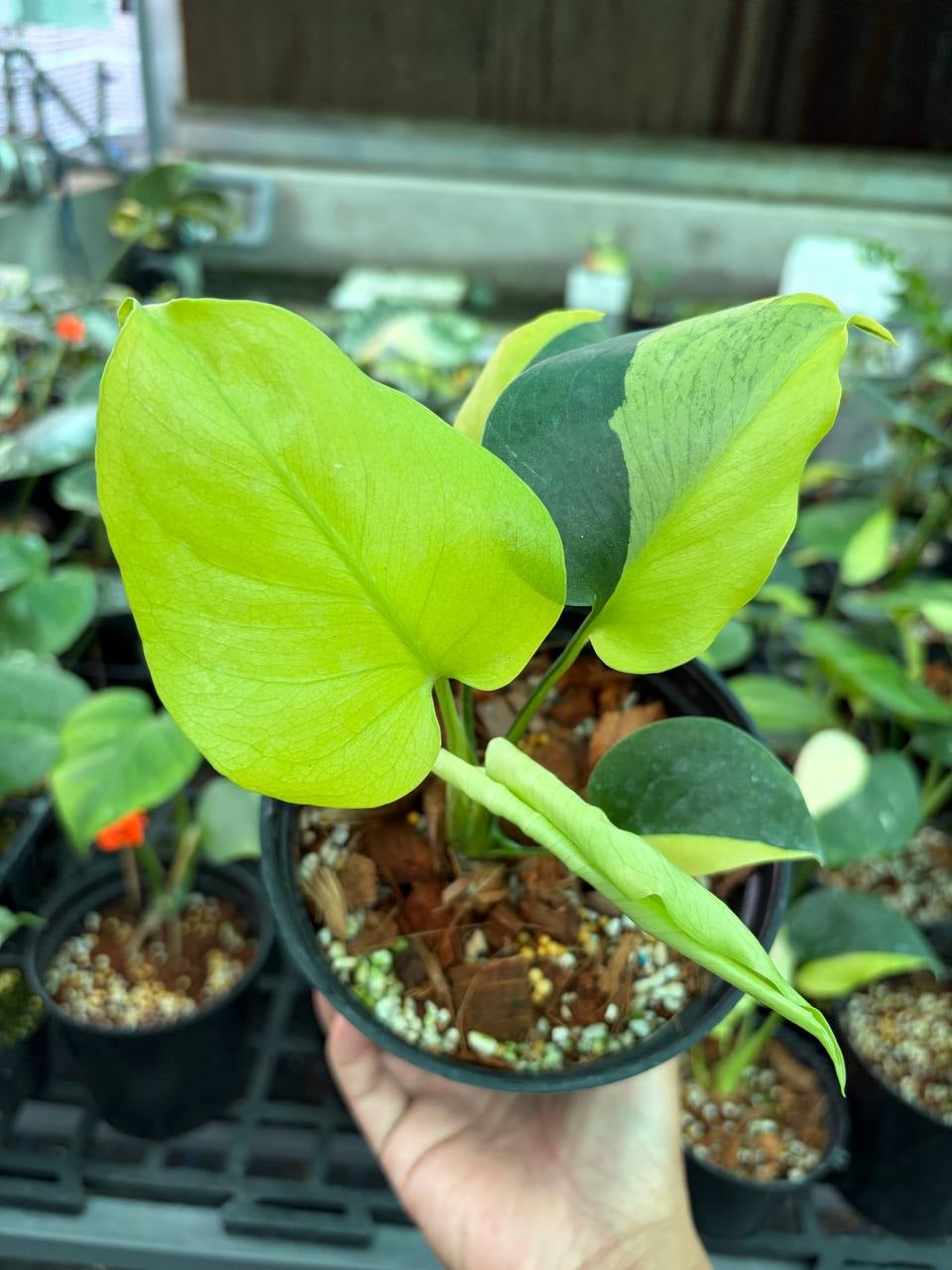 Monstera Lemon Lime Tissue Culture