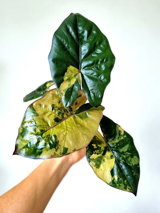 Alocasia Yucatan Yellow Tissue Culture