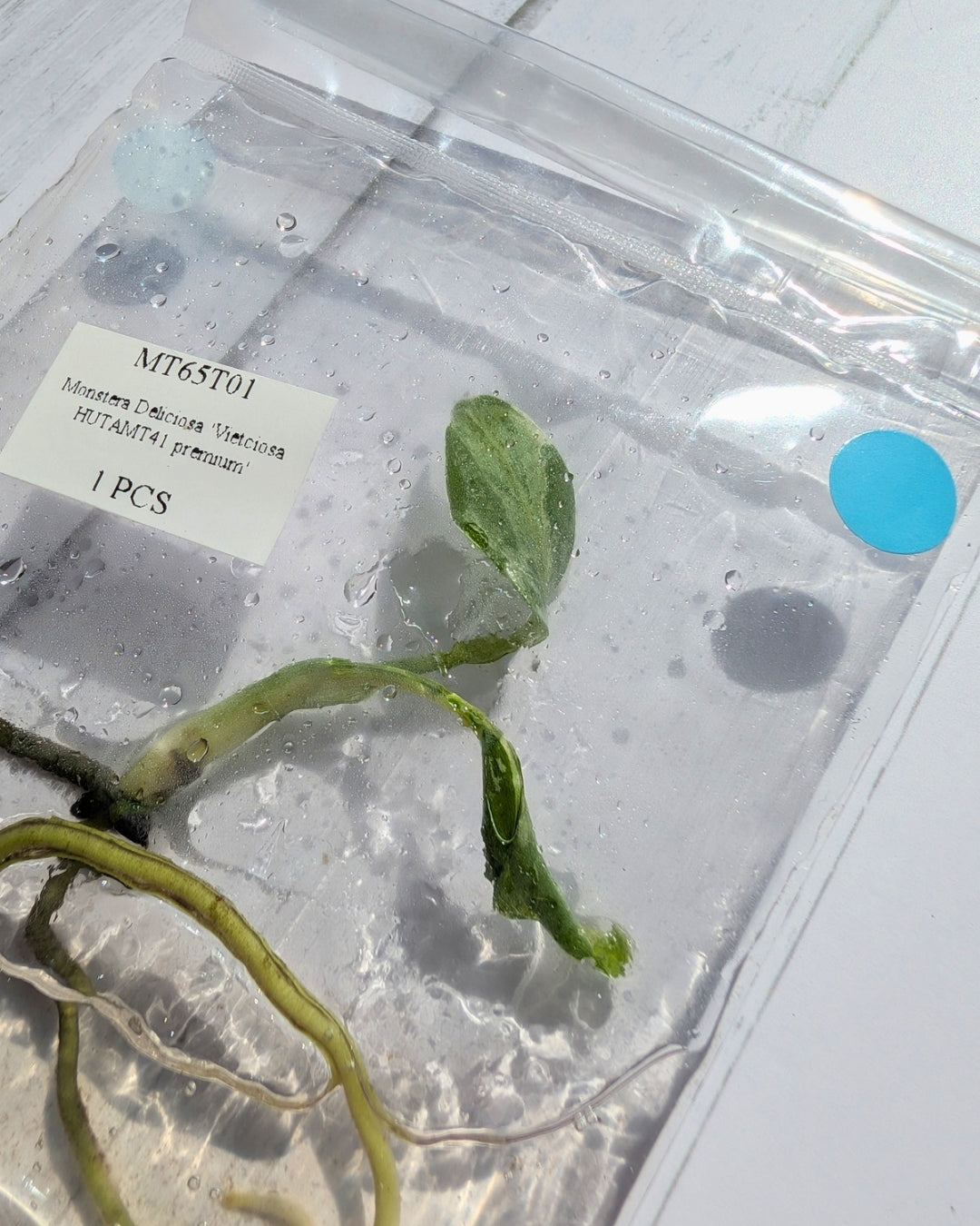 Monstera Deliciosa Vietciosa High Variegation Tissue Culture