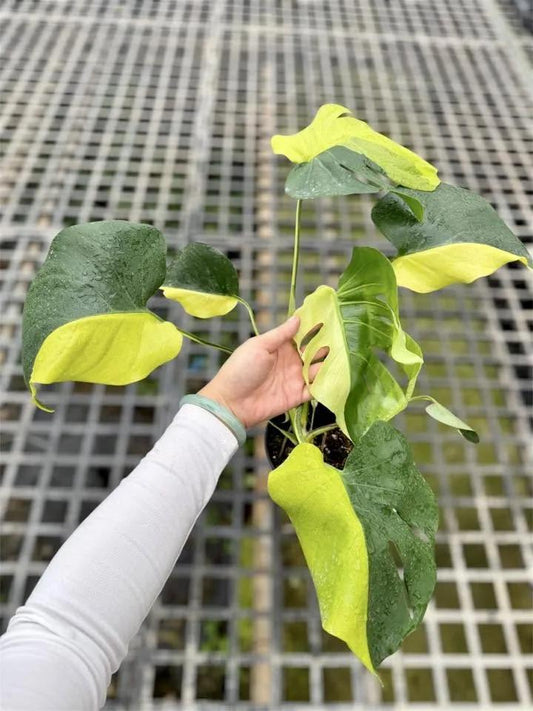 Monstera Lemon Lime Tissue Culture