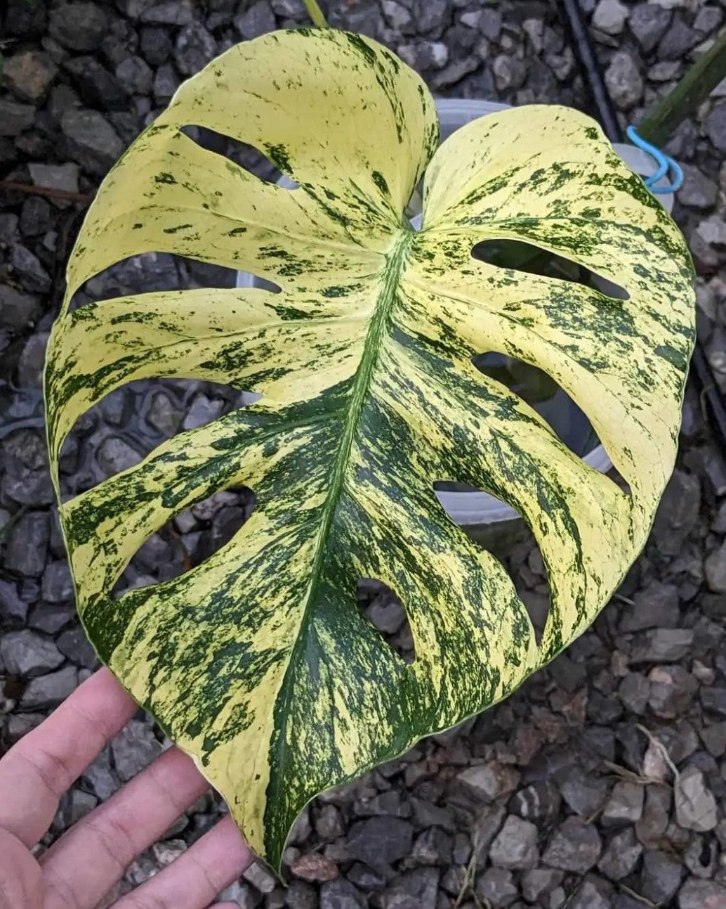 Monstera Siam Mint Tissue Culture
