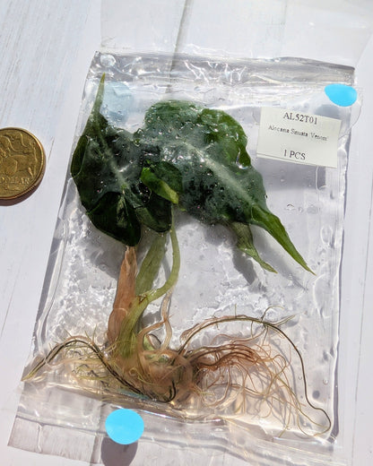 Alocasia Venom Tissue Culture